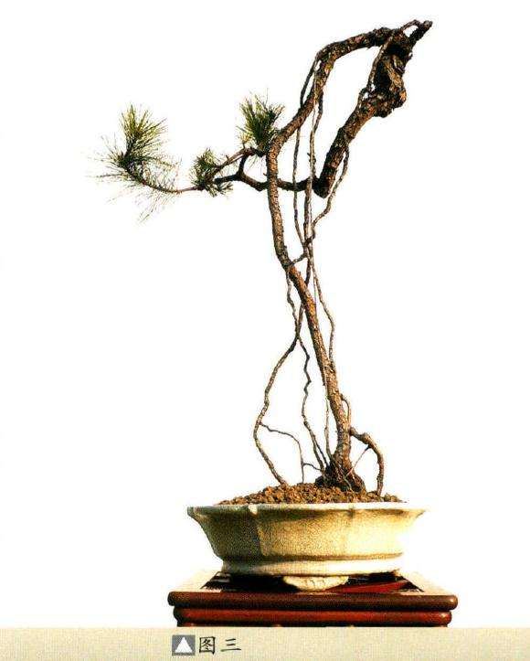 图解 韩学年教你怎么制作山松盆景