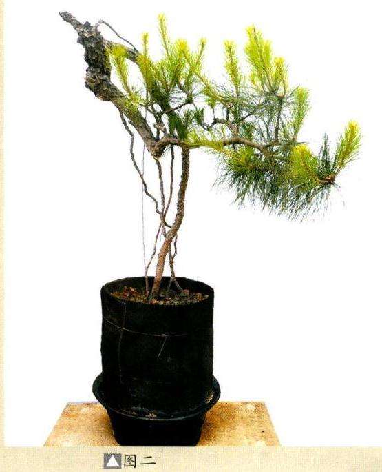 图解 韩学年教你怎么制作山松盆景
