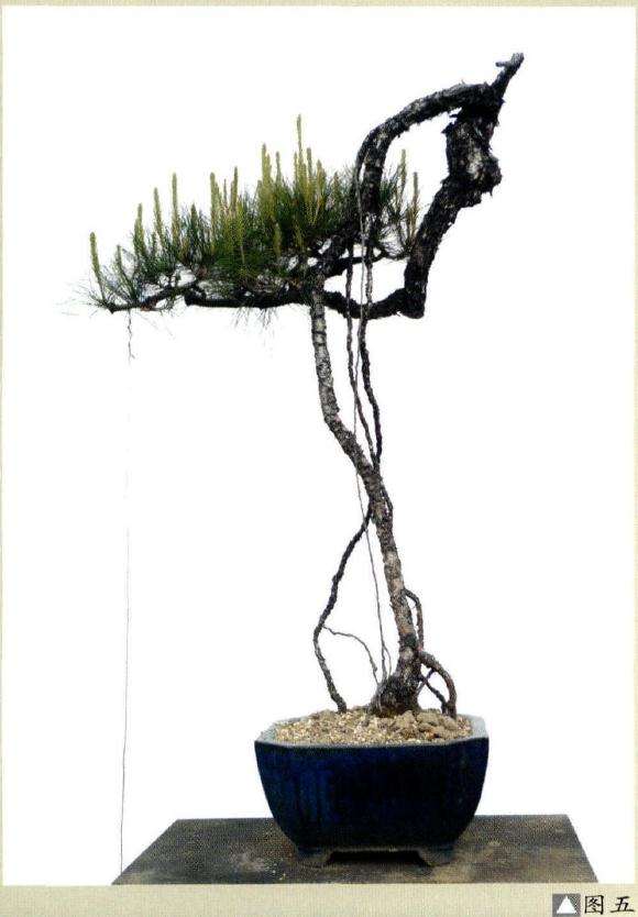图解 韩学年教你怎么制作山松盆景