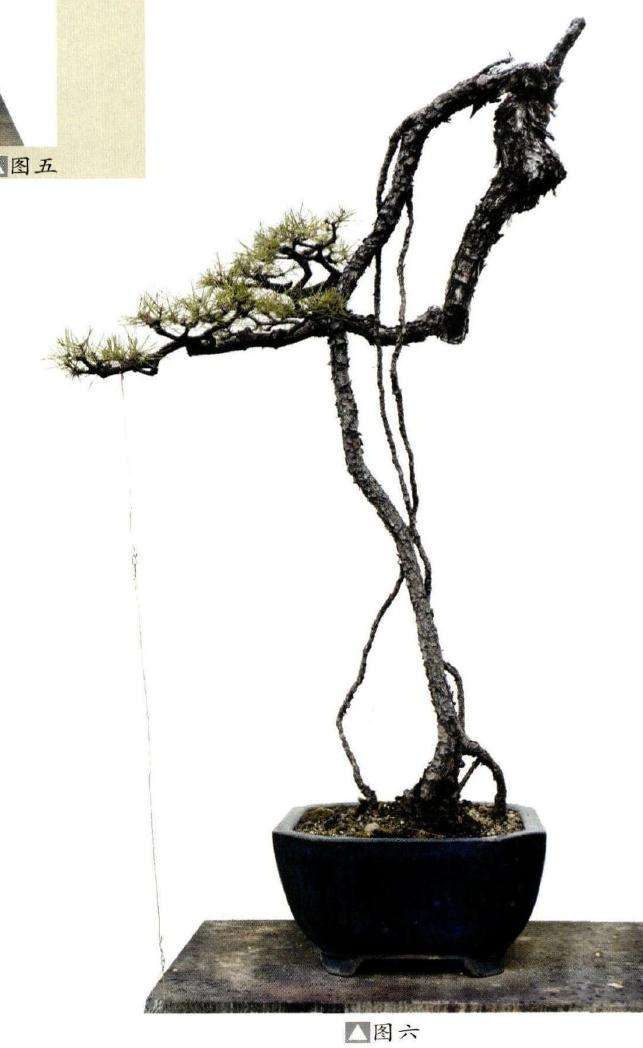 图解 韩学年教你怎么制作山松盆景