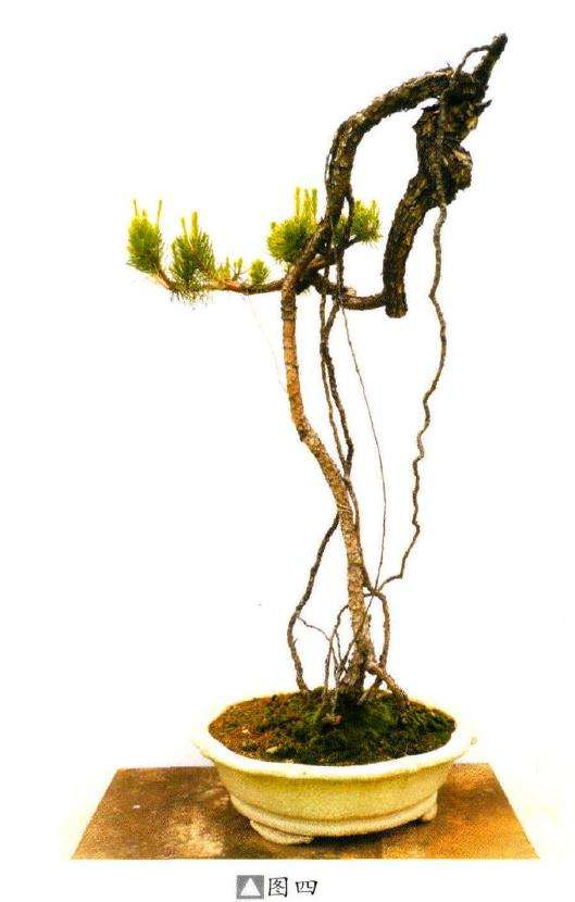 图解 韩学年教你怎么制作山松盆景