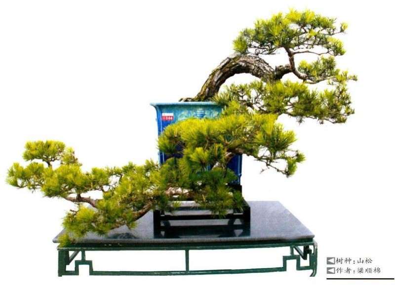 捞月盆景怎么选护好尾枝的方法