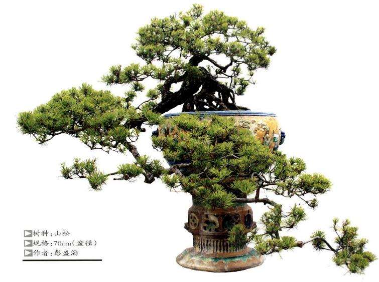 捞月盆景怎么选点定托的方法