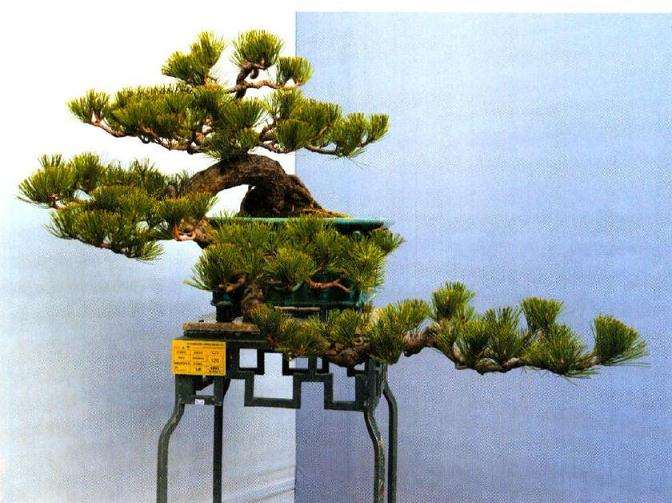 捞月盆景怎么育好树身的方法