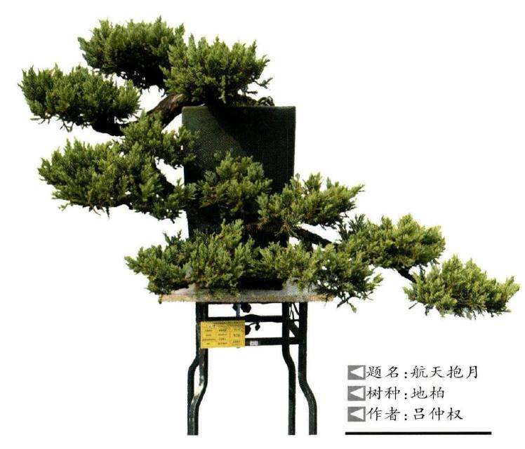怎么制作捞月岭南盆景的3个方法