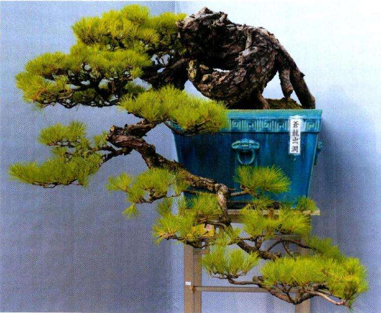 发展中的岭南盆景 还有前途吗