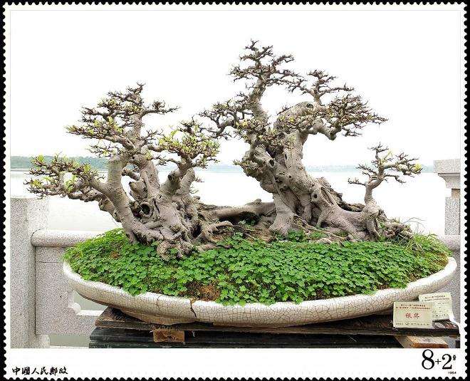 发展中的岭南盆景 还有前途吗