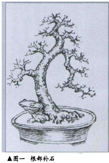 图解 树桩盆景怎么布石的方法