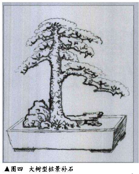 图解 树桩盆景怎么布石的方法