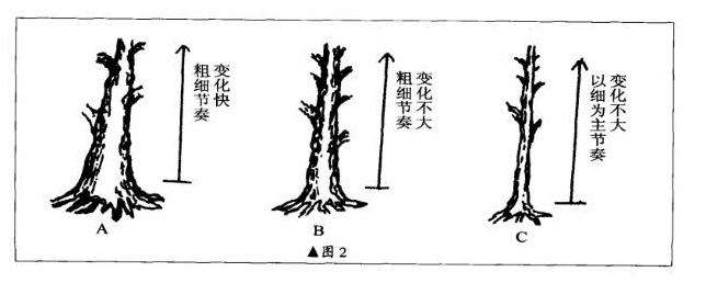 图解 直干雪积式盆景怎么制作的技艺