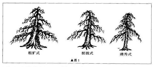 图解 直干雪积式盆景怎么制作的技艺