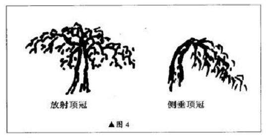 图解 直干雪积式盆景怎么制作的技艺