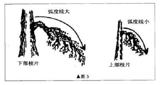 图解 直干雪积式盆景怎么制作的技艺