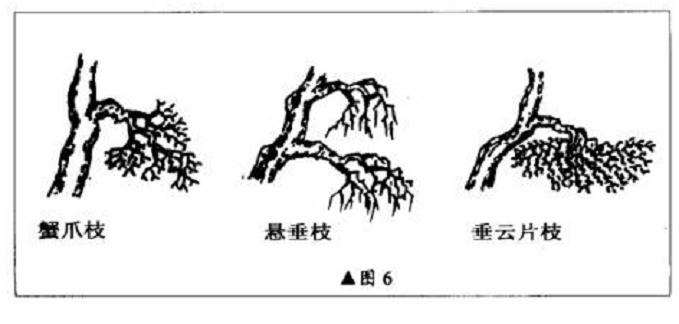 图解 直干雪积式盆景怎么制作的技艺