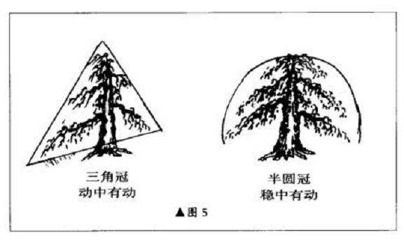 图解 直干雪积式盆景怎么制作的技艺