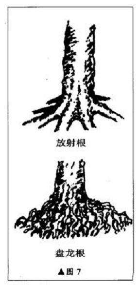 图解 直干雪积式盆景怎么制作的技艺
