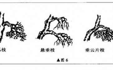 图解 直干雪积式盆景怎么制作的技艺