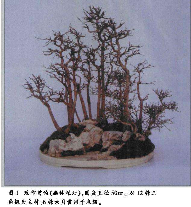 图解 水旱盆景怎么制作的8个过程