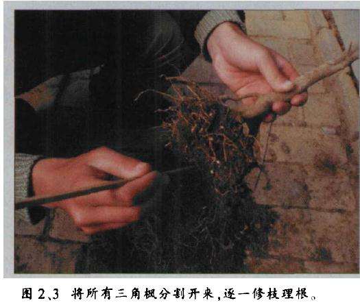 图解 水旱盆景怎么制作的8个过程