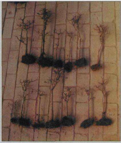 图解 水旱盆景怎么制作的8个过程