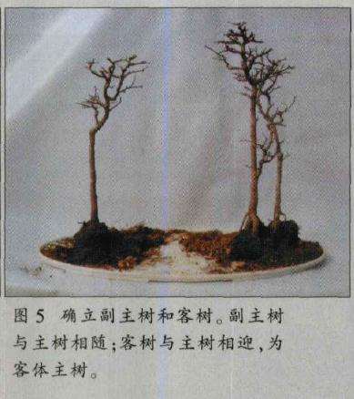 图解 水旱盆景怎么制作的8个过程