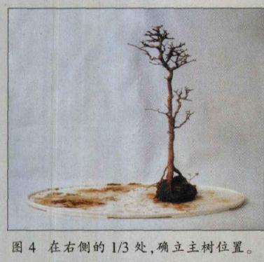 图解 水旱盆景怎么制作的8个过程