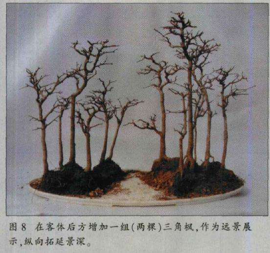 图解 水旱盆景怎么制作的8个过程