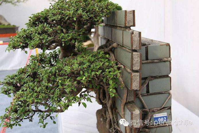 榕树盆景怎么修剪的方法