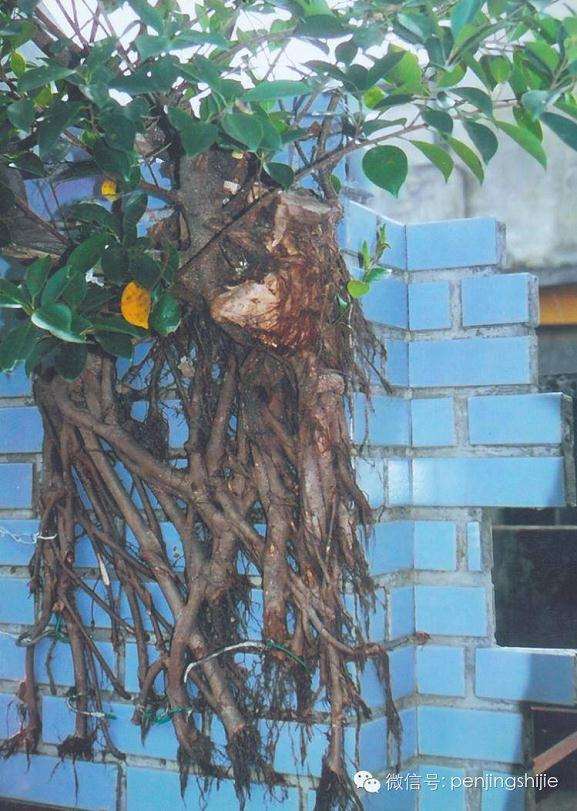 榕树盆景怎么修剪的方法