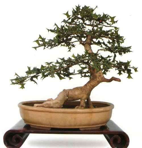 枸骨盆景怎么栽培养护的方法