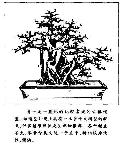 图解 大型古榕树盆景怎么造型的方法