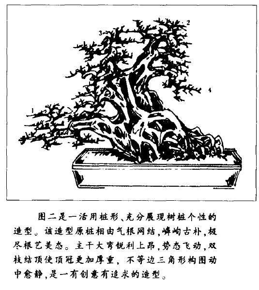 图解 大型古榕树盆景怎么造型的方法