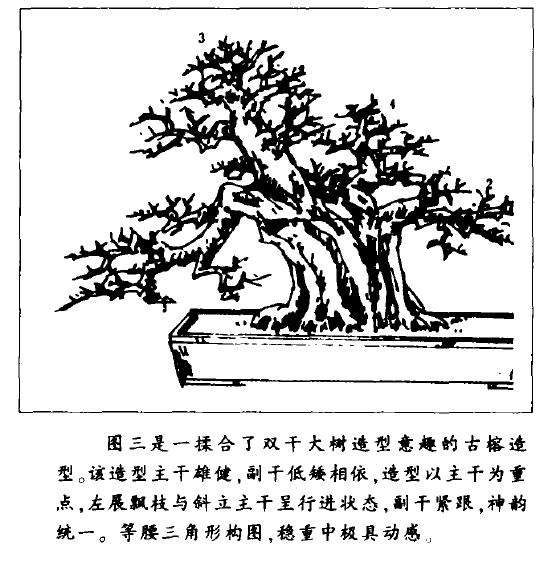 图解 大型古榕树盆景怎么造型的方法