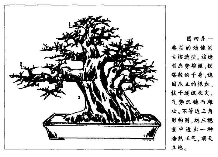 图解 大型古榕树盆景怎么造型的方法