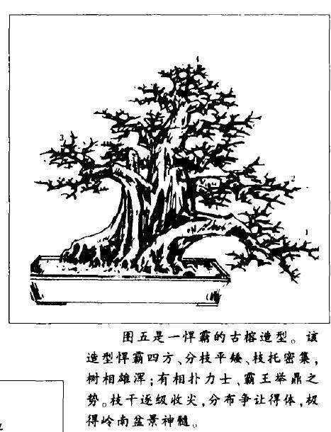 图解 大型古榕树盆景怎么造型的方法