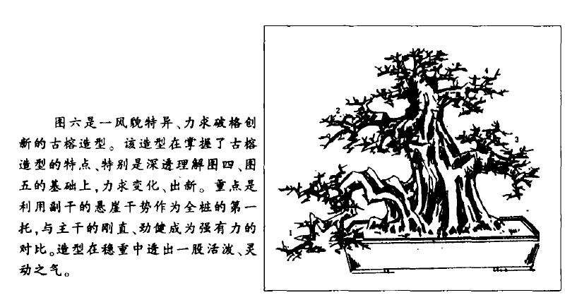 图解 大型古榕树盆景怎么造型的方法