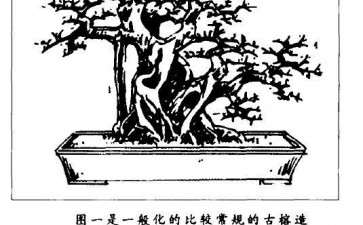 图解 大型古榕树盆景怎么造型的方法