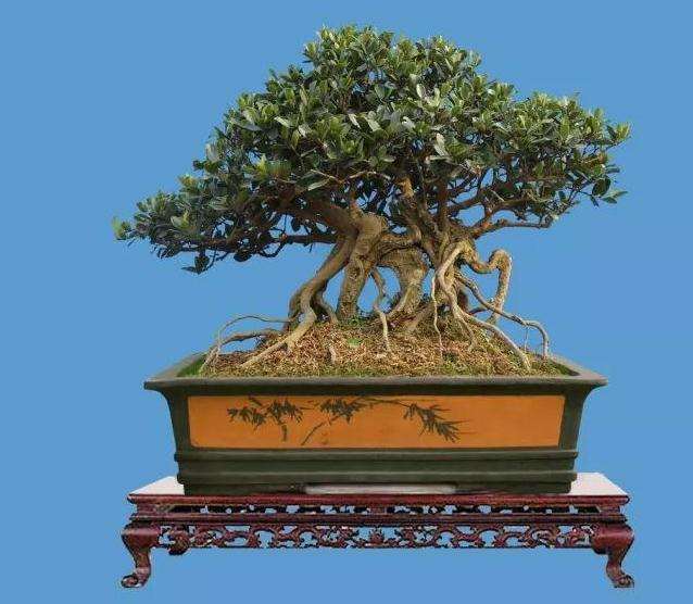 中华蚊母盆景怎么造型养护的方法