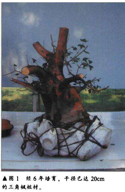 三角枫盆景怎么人工育桩的方法