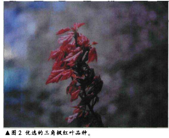 三角枫盆景怎么人工育桩的方法