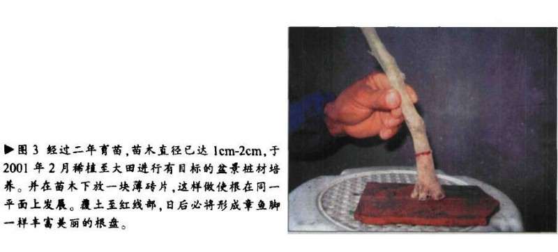 图解 三角枫盆景怎么人工育桩的方法
