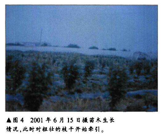 三角枫盆景怎么人工育桩的方法