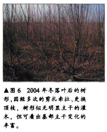 三角枫盆景怎么人工育桩的方法