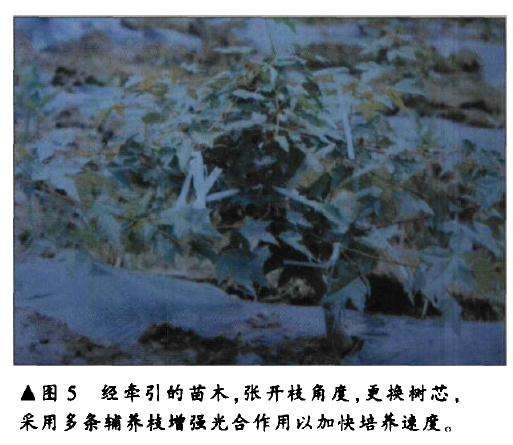 三角枫盆景怎么人工育桩的方法