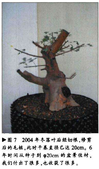 三角枫盆景怎么人工育桩的方法