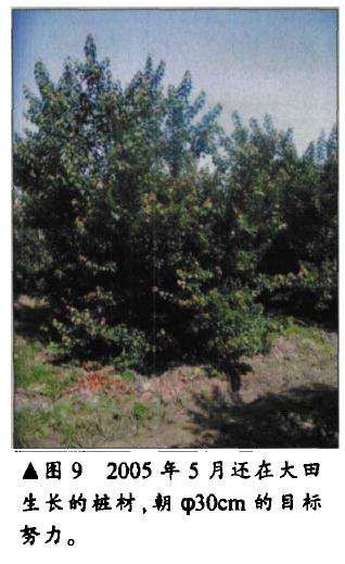 三角枫盆景怎么人工育桩的方法