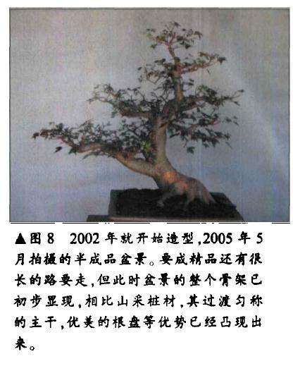 三角枫盆景怎么人工育桩的方法