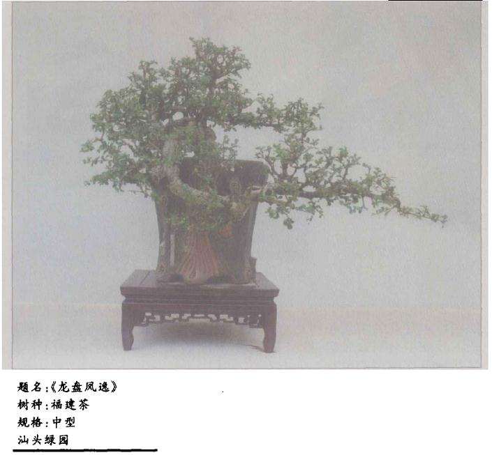 福建茶树桩盆景怎么造型设计的方法