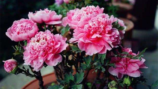 牡丹盆景上盆与养护管理