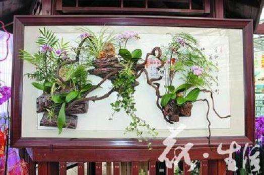 壁挂式盆景的类型和形式有哪些